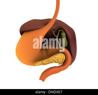 Conceptual image of human digestive system showing gallbladder, pancreas, stomach and liver. Stock Photo