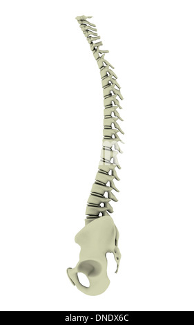 Conceptual image of human backbone. Stock Photo