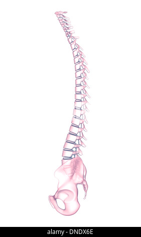 Conceptual image of human backbone. Stock Photo