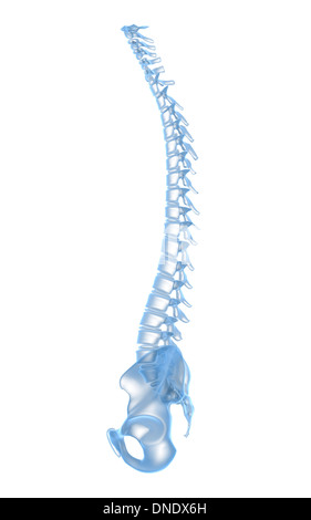 Conceptual image of human backbone. Stock Photo