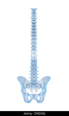 Conceptual image of human backbone. Stock Photo