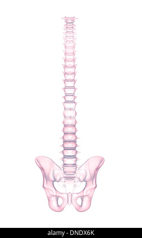 Conceptual image of human backbone. Stock Photo