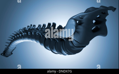 Conceptual image of human backbone. Stock Photo