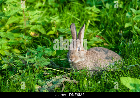 WIld rabbit lying down, looking to left, in overgrown garden among grass and brambles. Stock Photo