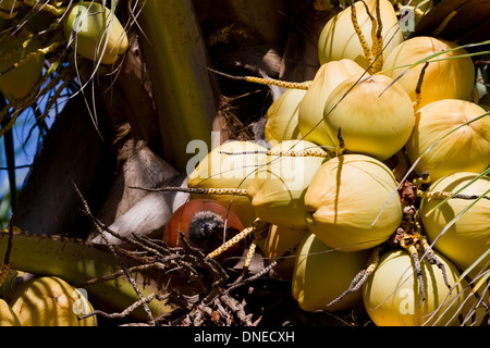 cluster of coconuts in a tree on the tropical coast of Belize Stock Photo
