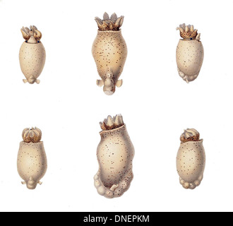 Spirula spirula larva Stock Photo