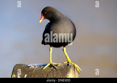 Moorhen (Gallinula chloropus) perched on a low wooden post. London, December Stock Photo