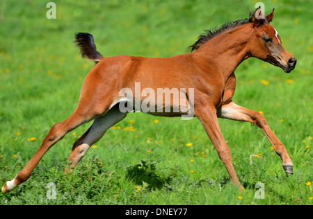Chestnut Arabian foal running in a green field Stock Photo