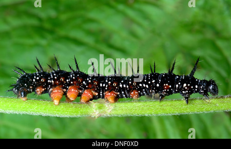 Peacock butterfly larva or caterpillar, Inachis io, on a nettle stem. Stock Photo