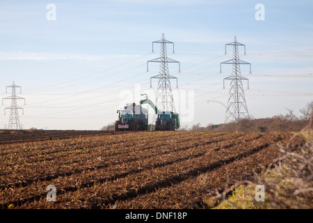 Farm machinery harvesting sugar beet by electricity pylons at Sizewell, Leiston, Suffolk, England Stock Photo