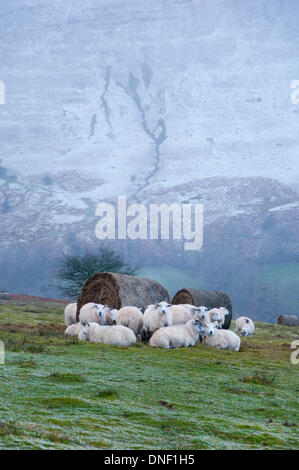 Hay Bluff, Powys, UK. 24th December 2013. Sheep seek shelter from the icy driving wind behind bales in the feeding area. Near gale force winds, hail and snowstorms hit the high land of Mid Wales whilst parts of  low lying land suffered from flooding on the second day of storms. Credit:  Graham M. Lawrence/Alamy Live News. Stock Photo