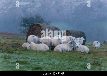 Hay Bluff, Powys, UK. 24th December 2013. Sheep seek shelter from the icy driving wind behind bales in the feeding area. Near gale force winds, hail and snowstorms hit the high land of Mid Wales whilst parts of  low lying land suffered from flooding on the second day of storms. Credit:  Graham M. Lawrence/Alamy Live News. Stock Photo