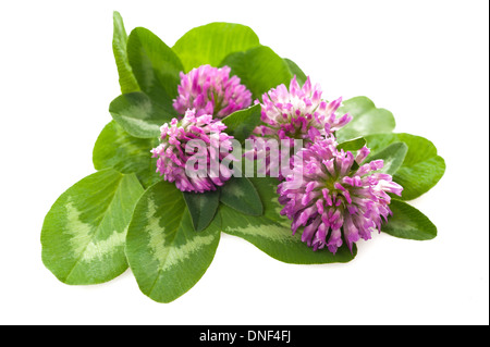 Red clover flowers and leaves  isolated on white Stock Photo