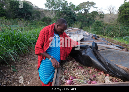 A farmer harvesting onion in Arusha region near the Ngorongoro Redervation area, Tanzania, Africa Stock Photo