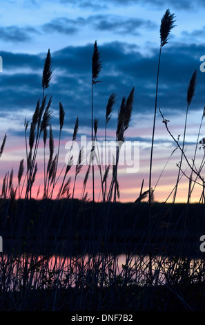 Common reeds Phragmites australis saltwater marsh Niantic Connecticut silhouetted against pink sunset reflections in water Stock Photo