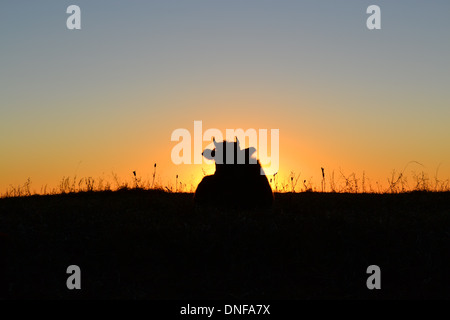 Silhouette of a cow shows against the sun Stock Photo