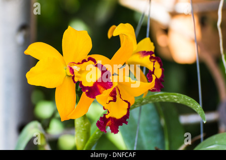Yellow Orchids Stock Photo