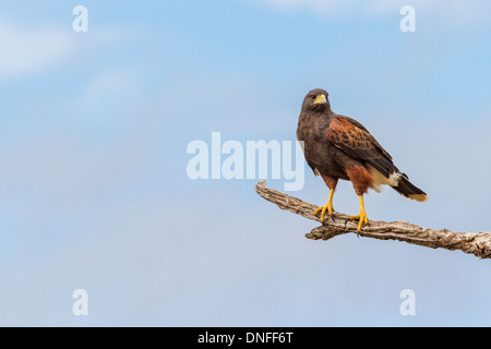 Harris Hawk, Parabuteo unicinctus, on tree branch. Stock Photo