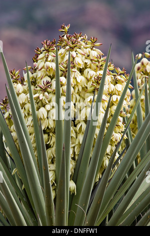 Torrey Yucca, Yucca treculeana Or Yucca torreyi (also known as Spanish Dagger), in Big Bend National Park in Southwest Texas. Stock Photo