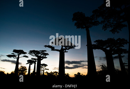 Avenue of the Baobabs / Avenue du Baobab near Morondava, Madagascar. Stock Photo