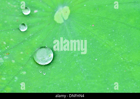 Drops of water on a lotus leaf Stock Photo