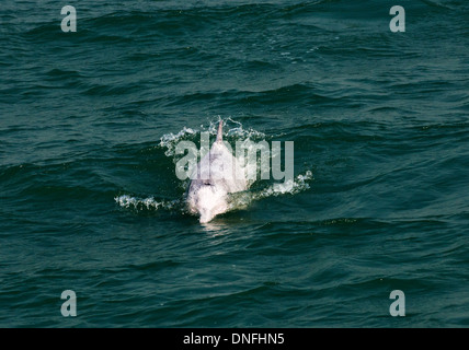 The beautiful Chinese white dolphins swimming in the open sea north of Lantau island in Hong Kong Stock Photo