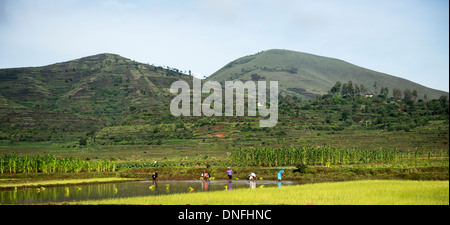 Farmers working in the paddy fields in western Madagascar. Stock Photo