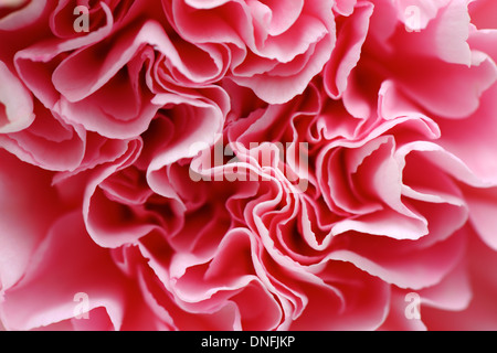 Pink Carnation Stock Photo