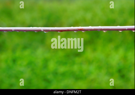 Drops on straight wire against green background Stock Photo