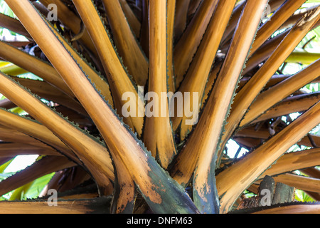 Closeup leaf bases of Bismarck palm (Bismarckia nobilis) Stock Photo