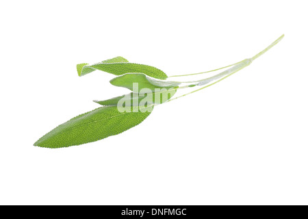 Sage leaves isolated on white Stock Photo