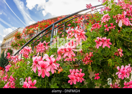 Pelargonium peltatum, common names ivy-leaf geranium and cascading geranium // Pelargonium peltatum, ou géranium des balcons Stock Photo