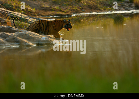 Tiger near a rocky water hole in Ranthambhore national park Stock Photo