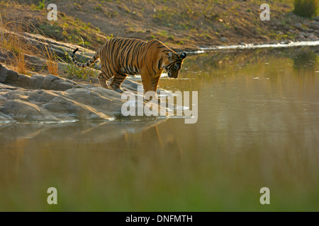 Tiger near a rocky water hole in Ranthambhore national park Stock Photo