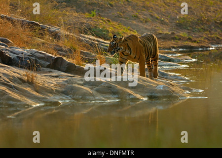 Tiger near a rocky water hole in Ranthambhore national park Stock Photo