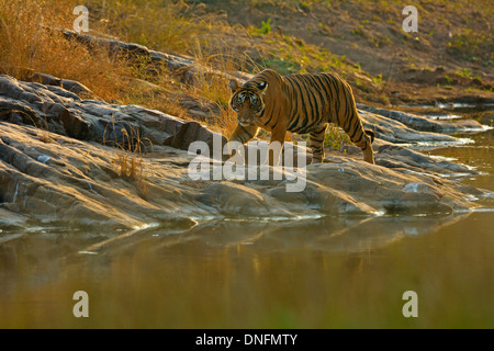 Tiger near a rocky water hole in Ranthambhore national park Stock Photo