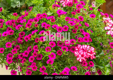 Geraniums 'Rouletta' (Pelargonium 'Rouletta') and petunias ‘Million Bells Bouquet Brilliant Pink’ in window box Stock Photo