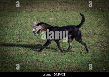 Field Sports Deene Park Estate Northamptonshire Stock Photo