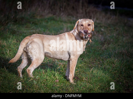 Field Sports Deene Park Estate Northamptonshire Stock Photo