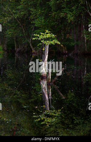 New shoot growing from tree stump in swamp, Pietzmoor / Pietz Bog, Schneverdingen, Lüneburg Heath / Lüneburger Heide, Germany Stock Photo