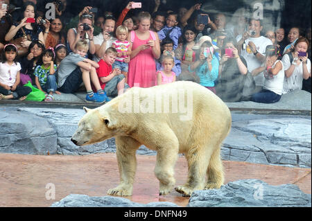 Singapore. 26th Dec, 2013. Visitors watch polar bear Inuka at the Singapore Zoo on Dec. 26, 2013. The Singapore Zoo held a birthday celebration for 23-year-old Inuka, the first polar bear born in the tropics. Credit:  Then Chih Wey/Xinhua/Alamy Live News Stock Photo