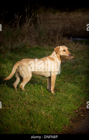 Field Sports Deene Park Estate Northamptonshire Stock Photo