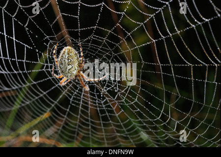 Oak spider Aculepeira ceropegia, Aranaidae, Castelluccio di Norcia, Umbria, Italy Stock Photo