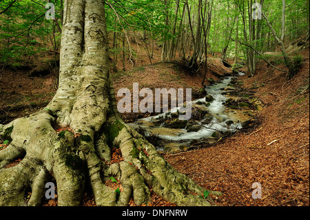 Fiumata, Aniene Rivers streams, Filettino, Frosinone, Lazio, Italy Stock Photo