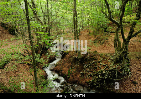 Fiumata, Aniene Rivers streams, Filettino, Frosinone, Lazio, Italy Stock Photo