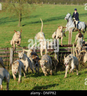 Oakham, Rutland, UK. 26th Dec, 2013. Cottesmore Hunt foxhounds jumping a fence as they follow a trail after the hunt's traditional Boxing Day meet. Credit:  Nico Morgan/Alamy Live News Stock Photo