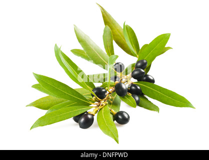 Laurel branches with berries isolated on white Stock Photo