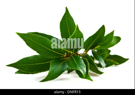 Laurel branches isolated on white Stock Photo