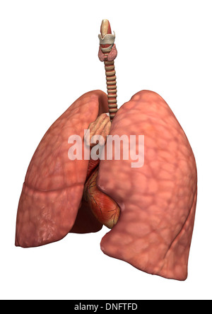 3D digital render of rotten lungs of female smokers isolated on white ...