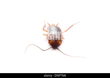 Dangerous Brown Cockroach on white background Stock Photo